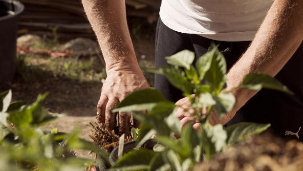 boom planten