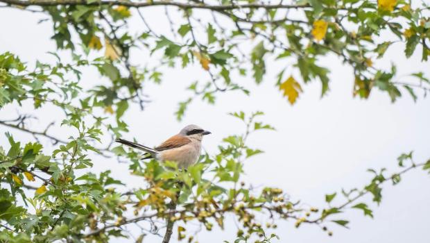 Klauwierenwandeling © Stef Houben