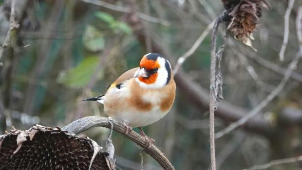 vogelzang rond huis en tuin voor beginners © Stijn Vranckx