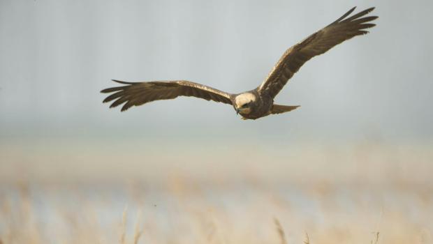 Cursus Roofvogels voor gevorderden © Ludo Goossens